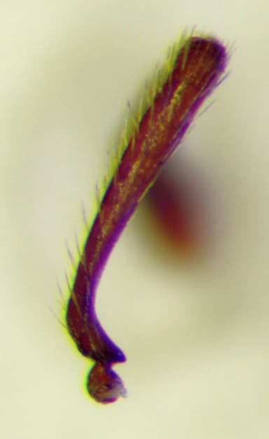 Myrmica rugulosa photo 138