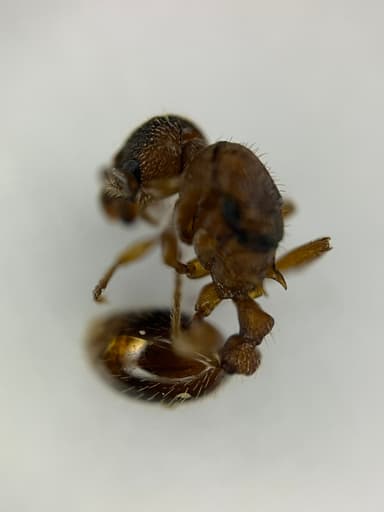Myrmica rugulosa photo 139