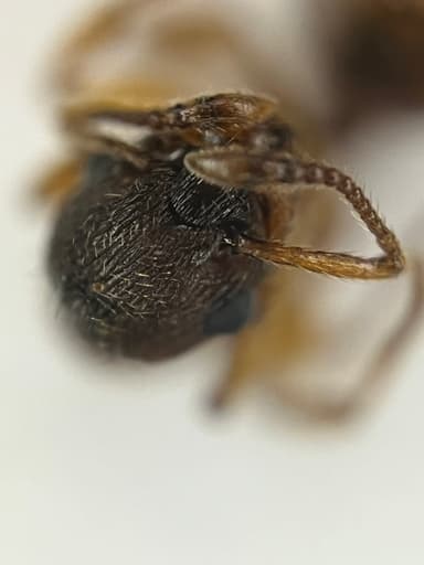 Myrmica rugulosa photo 140