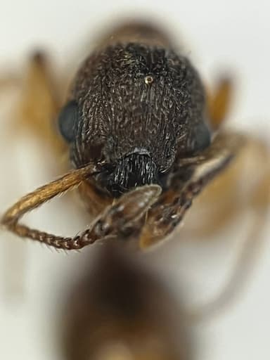 Myrmica rugulosa photo 141