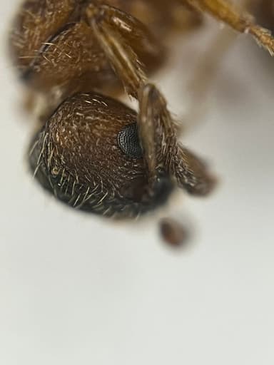 Myrmica rugulosa photo 142