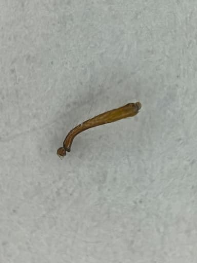 Myrmica rugulosa photo 144