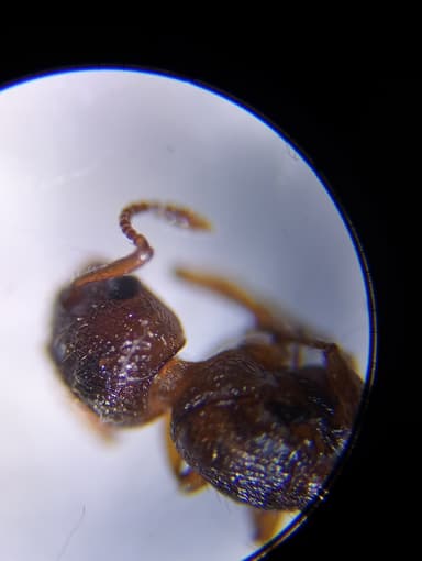 Myrmica rugulosa photo 145