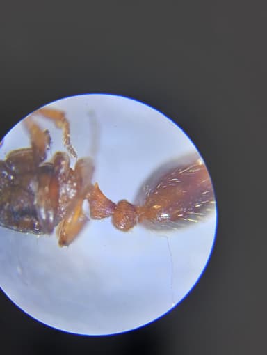Myrmica rugulosa photo 146