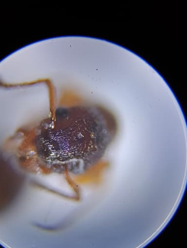 Myrmica rugulosa photo 147