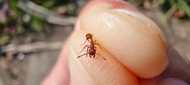 Myrmica rugulosa — worker photo 150