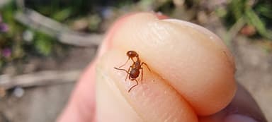 Myrmica rugulosa — worker photo 151