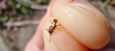 Myrmica rugulosa — worker photo 153