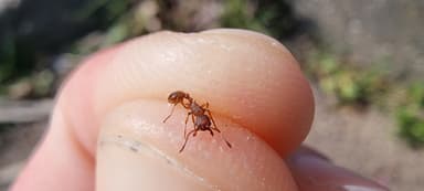 Myrmica rugulosa — worker photo 154