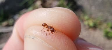Myrmica rugulosa — worker photo 155