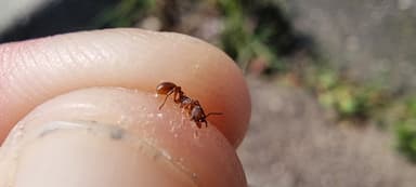 Myrmica rugulosa — worker photo 156