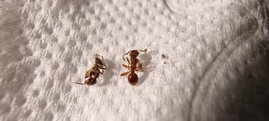 Myrmica rugulosa — worker photo 158