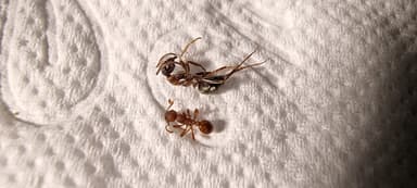 Myrmica rugulosa — worker photo 159