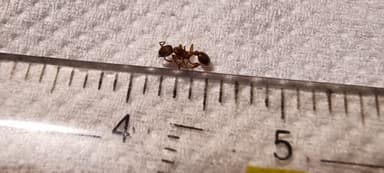 Myrmica rugulosa — worker photo 160
