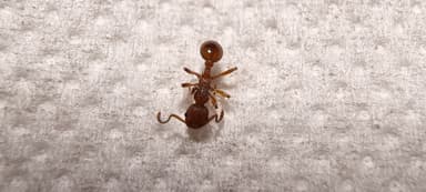 Myrmica rugulosa — worker photo 163