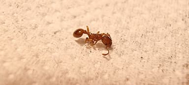 Myrmica rugulosa — worker photo 165