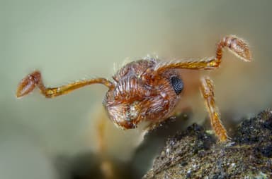 Myrmica rugulosa photo 1