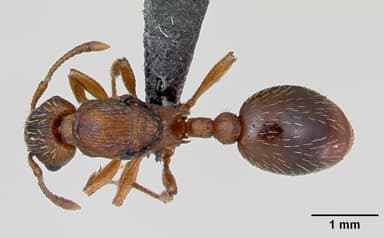 Myrmica rugulosa — queen photo 4