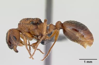 Myrmica rugulosa — queen photo 5