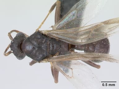 Myrmica rugulosa — queen photo 9