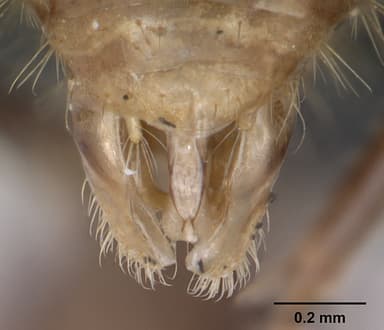 Myrmica rugulosa — queen photo 12