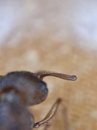 Myrmica sabuleti — queen photo 17