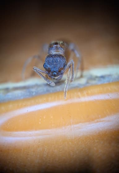 Myrmica sabuleti — queen photo 19