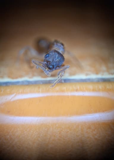 Myrmica sabuleti — queen photo 20