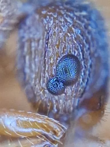 Myrmica sabuleti — queen photo 21