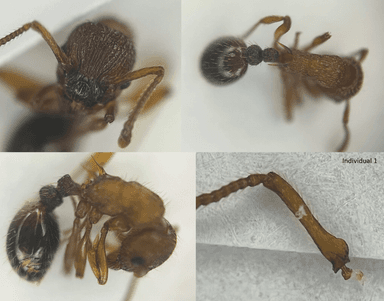 Myrmica sabuleti — queen photo 22