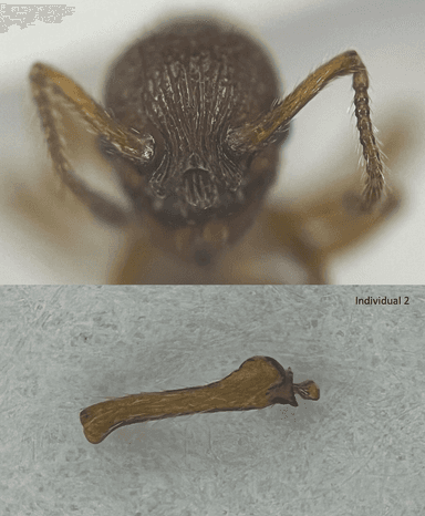 Myrmica sabuleti — queen photo 23