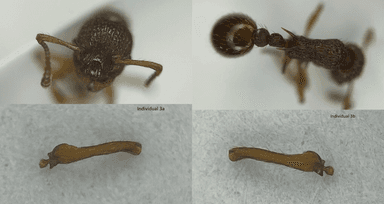 Myrmica sabuleti — queen photo 24