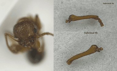 Myrmica sabuleti — queen photo 25