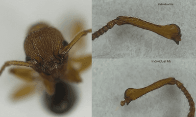 Myrmica sabuleti — queen photo 27