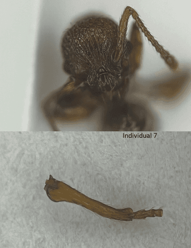 Myrmica sabuleti — queen photo 28