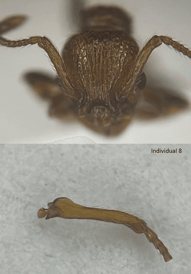 Myrmica sabuleti — queen photo 29