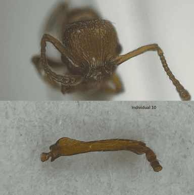 Myrmica sabuleti — queen photo 31