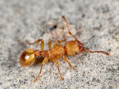 Myrmica sabuleti photo 33