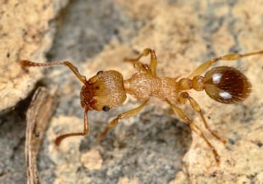 Myrmica sabuleti photo 34
