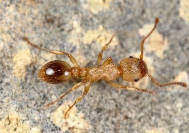 Myrmica sabuleti photo 35