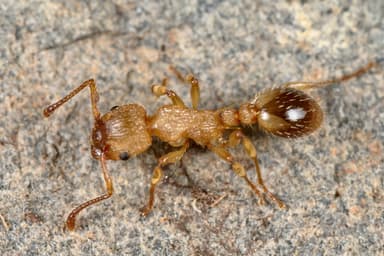Myrmica sabuleti photo 36