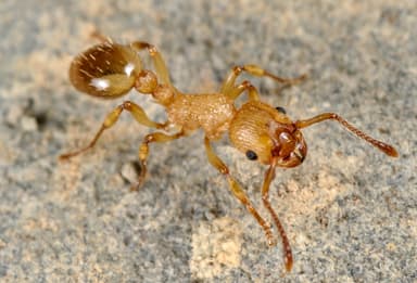 Myrmica sabuleti photo 37