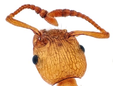 Myrmica sabuleti photo 38