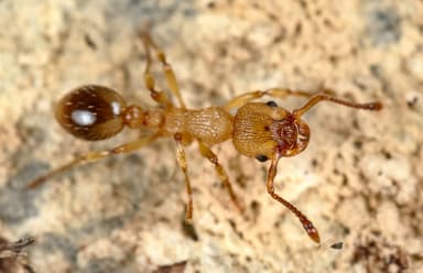 Myrmica sabuleti photo 39
