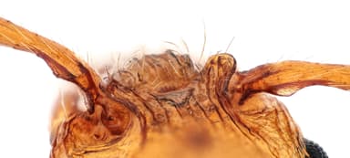 Myrmica sabuleti photo 40