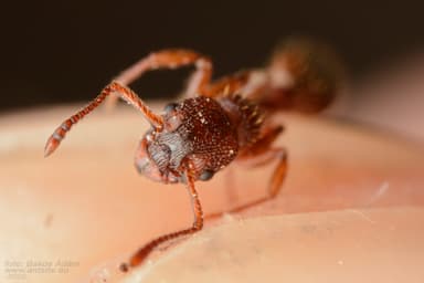 Myrmica sabuleti photo 42