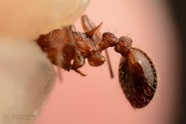 Myrmica sabuleti photo 44