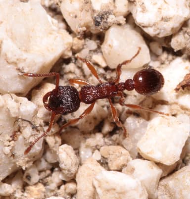 Myrmica sabuleti photo 45
