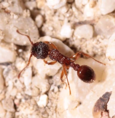 Myrmica sabuleti photo 46