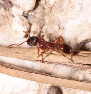 Myrmica sabuleti photo 47